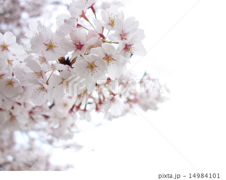 桜 ソメイヨシノ 白バックの写真素材