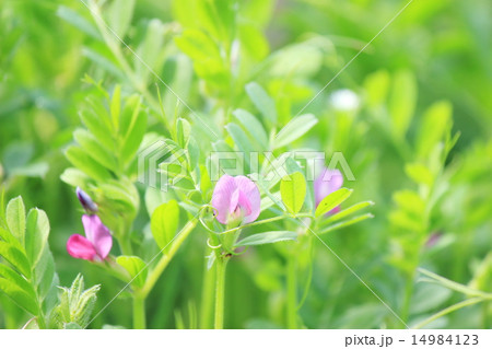 カラスノエンドウ 14984123