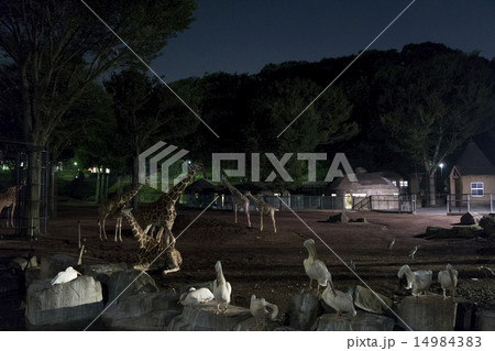 多摩動物公園　キリン　ペリカン 14984383