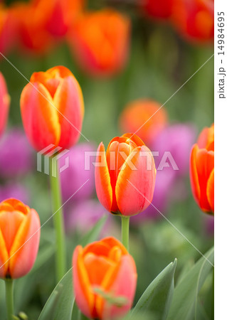 チューリップ畑 14984695