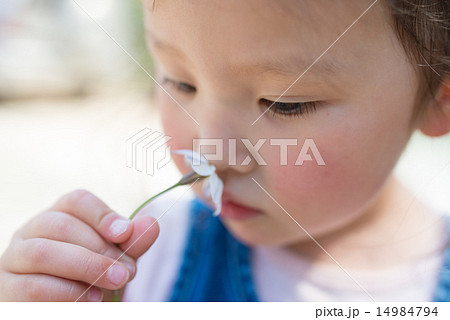 白い花の香りを嗅ぐ女の子 白い花の香りを嗅ぐ女の子 14984794