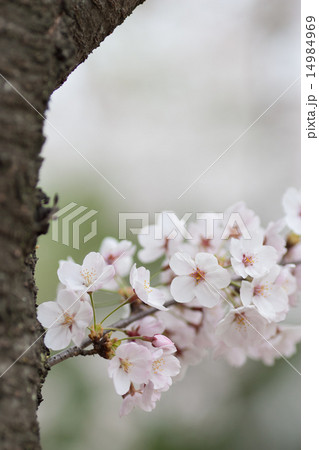 桜 14984969