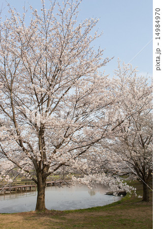 桜景色 14984970