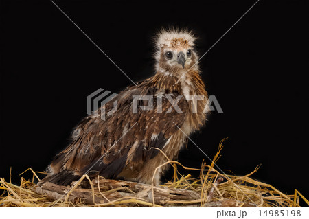 Red-backed Sea-eagle in the nest Red-backed Sea-eagle in the nest 14985198