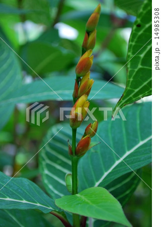 キンヨウボク キンヨウボク 14985308