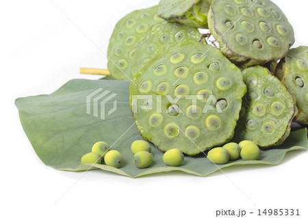 Lotus seed Lotus seed 14985331