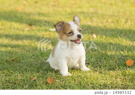Portrait of chihuahua puppy in green nature 14985532