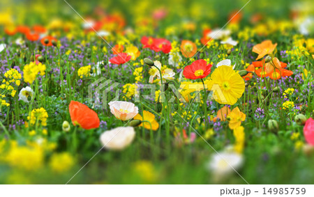 カラフルなポピー畑 14985759