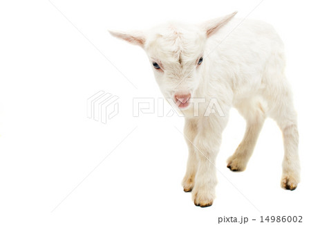 little white goat 14986002