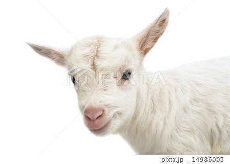 little white goat little white goat 14986003