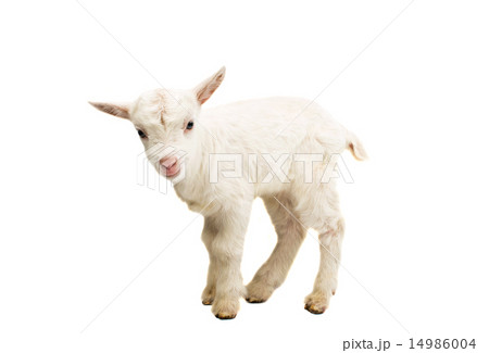 little white goat 14986004
