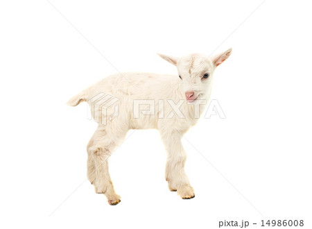 little white goat little white goat 14986008