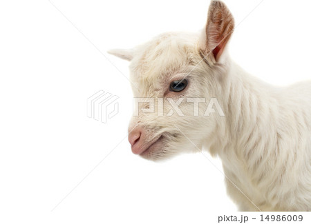 little white goat 14986009