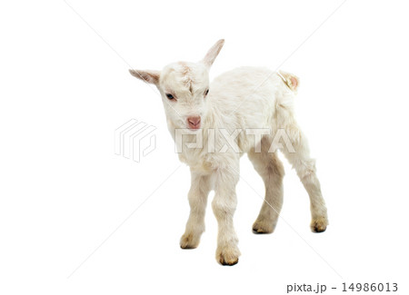 little white goat little white goat 14986013