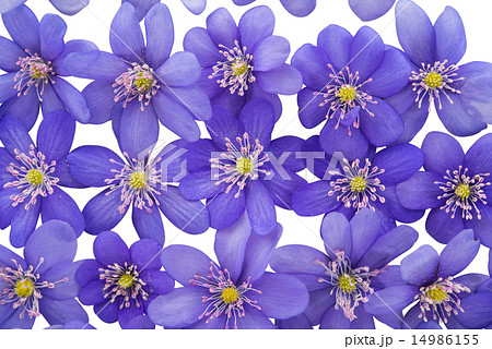 Hepatica nobilis 14986155