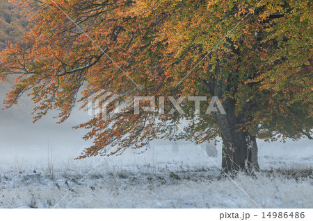 autumn forest 14986486