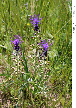 Leopoldia comosa 14986578
