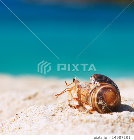 Hermit crab at beach Hermit crab at beach 14987101