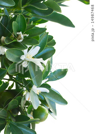 Tangerine tree Tangerine tree 14987468