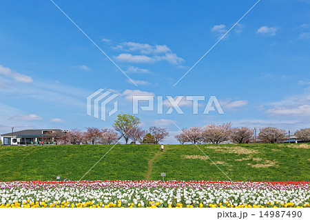 都市農業公園の河川敷に咲くカラフルなチューリップ畑と青空 都市農業公園の河川敷に咲くカラフルなチューリップ畑と青空 14987490