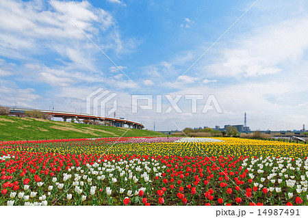 都市農業公園の河川敷に咲くカラフルなチューリップ畑と青空 都市農業公園の河川敷に咲くカラフルなチューリップ畑と青空 14987491