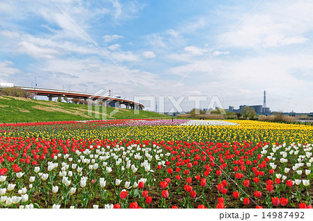 都市農業公園の河川敷に咲くカラフルなチューリップ畑と青空の写真素材