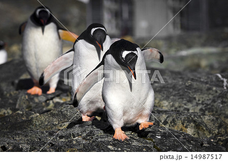 Three penguins 14987517