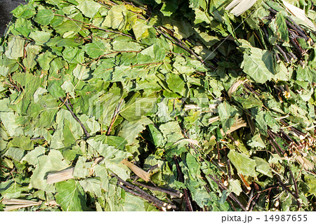 Birch Leaves for Sauna 14987655