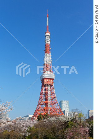 プリンス芝公園の満開の桜と東京タワー プリンス芝公園の満開の桜と東京タワー 14987693