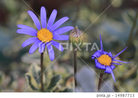 都市農業公園の青色のブルーデージー 都市農業公園の青色のブルーデージー 14987713