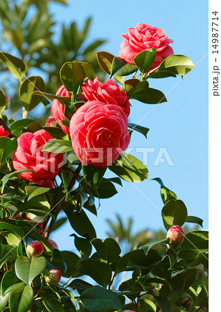 赤い椿の花と蕾 14987714
