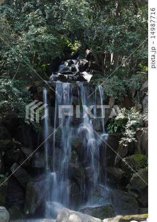 名主の滝公園の男滝と周囲の椿 名主の滝公園の男滝と周囲の椿 14987716