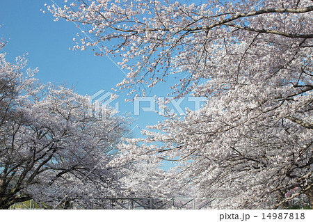 京都府井手町　玉川堤の満開の桜 14987818