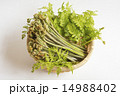 わらび 14988402