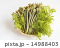 わらび 14988403