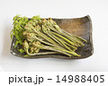 わらび 14988405