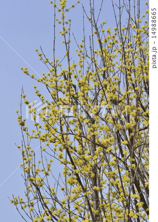 サンシュユ 14988665