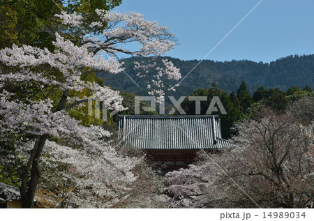 醍醐寺の桜 醍醐寺の桜 14989034