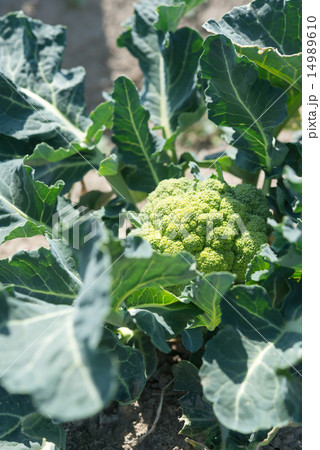 ブロッコリー 14989610