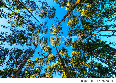 Eucalyptus tree against sky Eucalyptus tree against sky 14989614