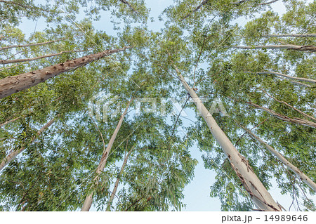 Eucalyptus tree against sky 14989646