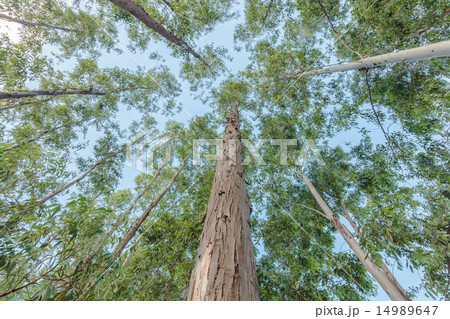 Eucalyptus tree against sky Eucalyptus tree against sky 14989647