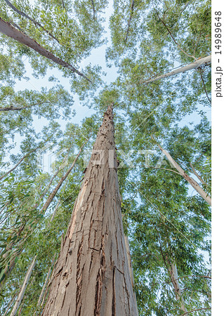 Eucalyptus tree against sky 14989648