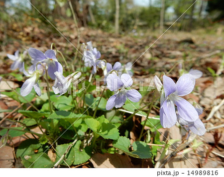 すみれ－３ 14989816