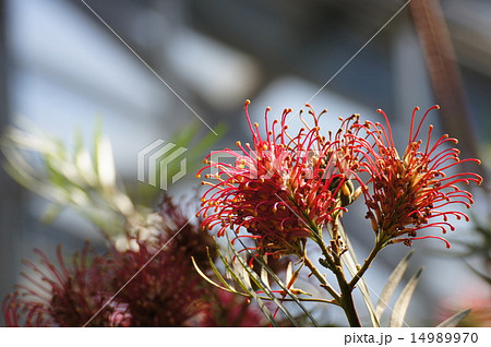 ベニバナハゴロモノキ　紅花羽衣の木 14989970