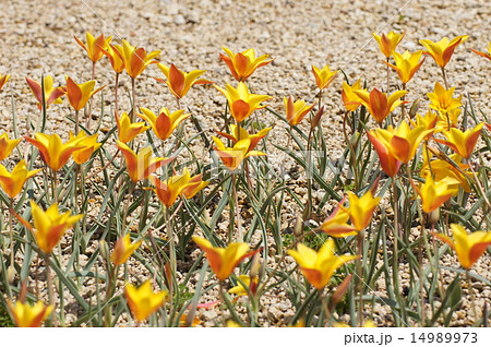 チューリップ クルシアナ クリサンタ 淡路ファームパーク チューリップ クルシアナ クリサンタ 淡路ファームパーク 14989973