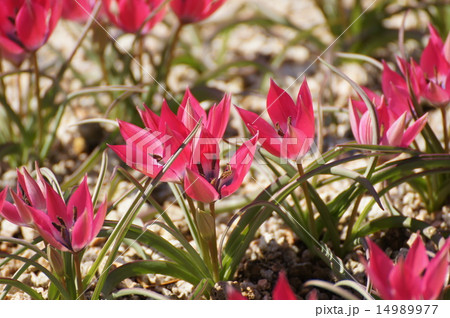 ミニチューリップ ハーゲリー 淡路島 イングランドの丘 ミニチューリップ ハーゲリー 淡路島 イングランドの丘 14989977