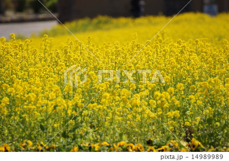 菜の花 イングランドの丘 お花畑 菜の花 イングランドの丘 お花畑 14989989