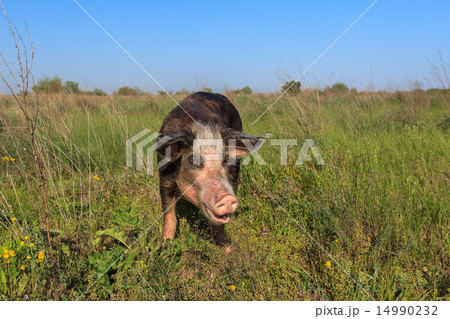 pig on a meadow pig on a meadow 14990232