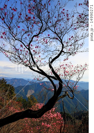 栃木・石裂山のアカヤシオツツジ 14990271
